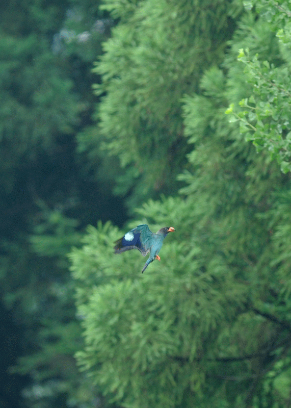 d0290240_14014752.gif