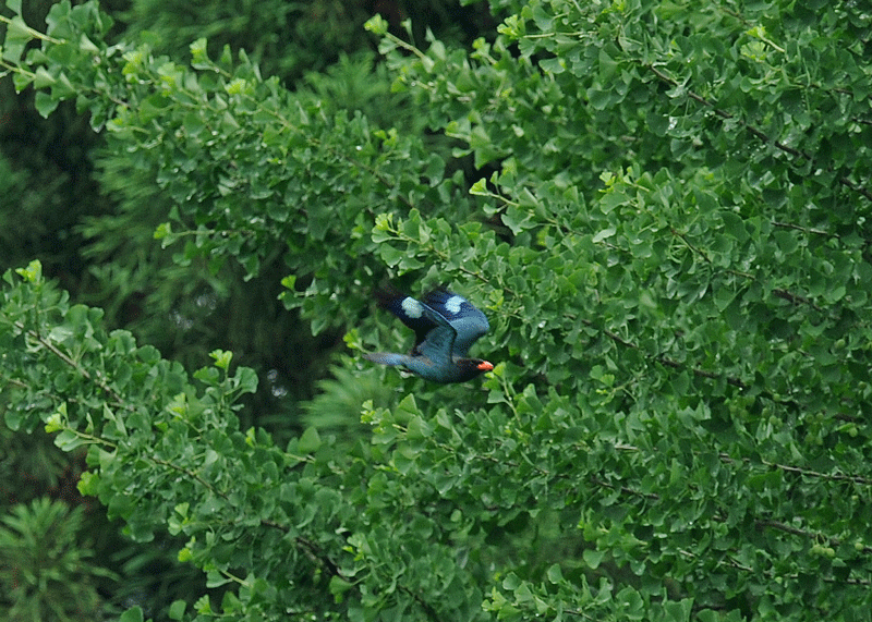 d0290240_14015581.gif