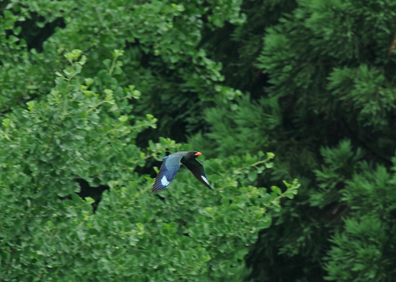 d0290240_14021007.gif