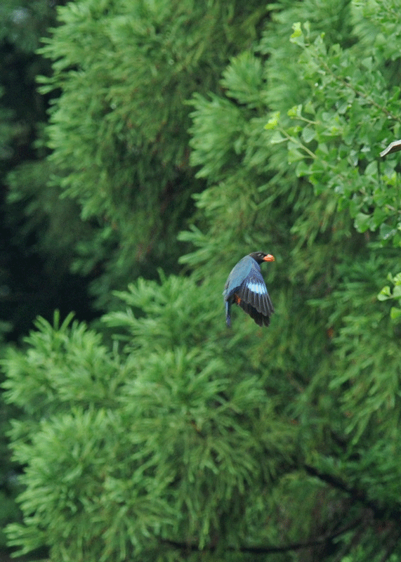 d0290240_14024301.gif