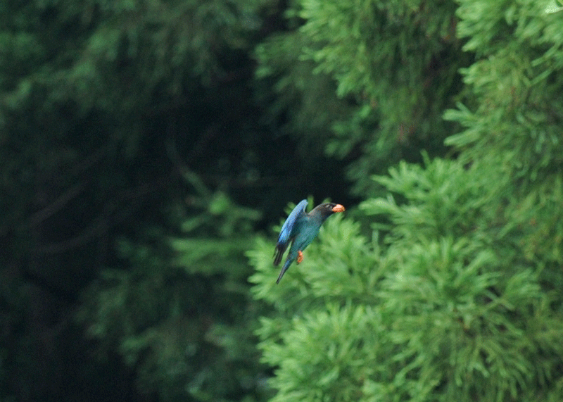 d0290240_14025545.gif