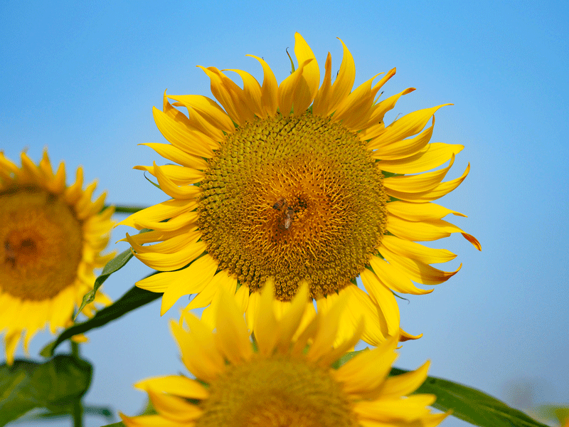 d0290240_14043339.gif
