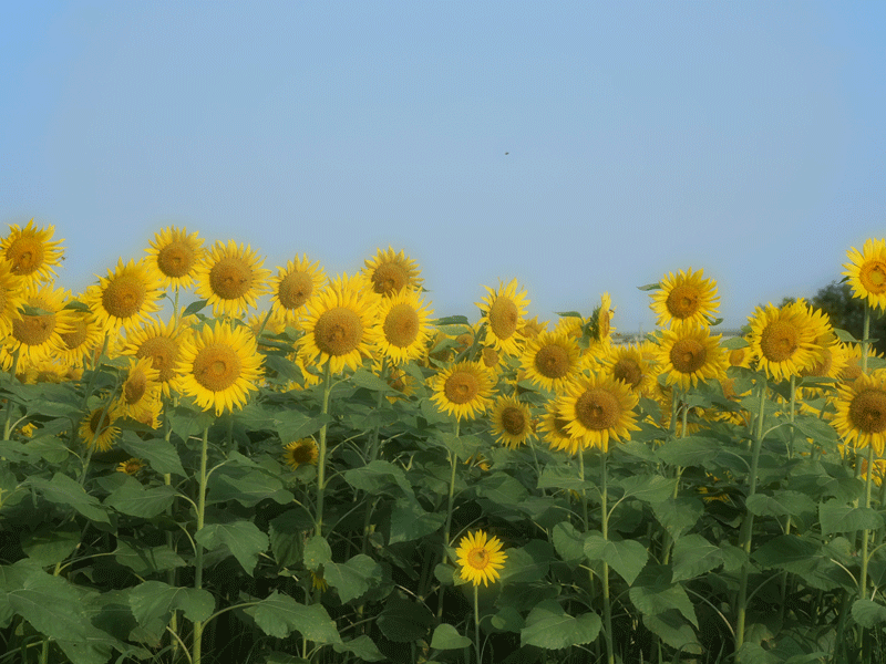 d0290240_14044961.gif
