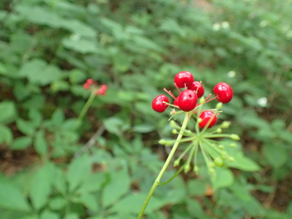 f0214649_03385276.jpg