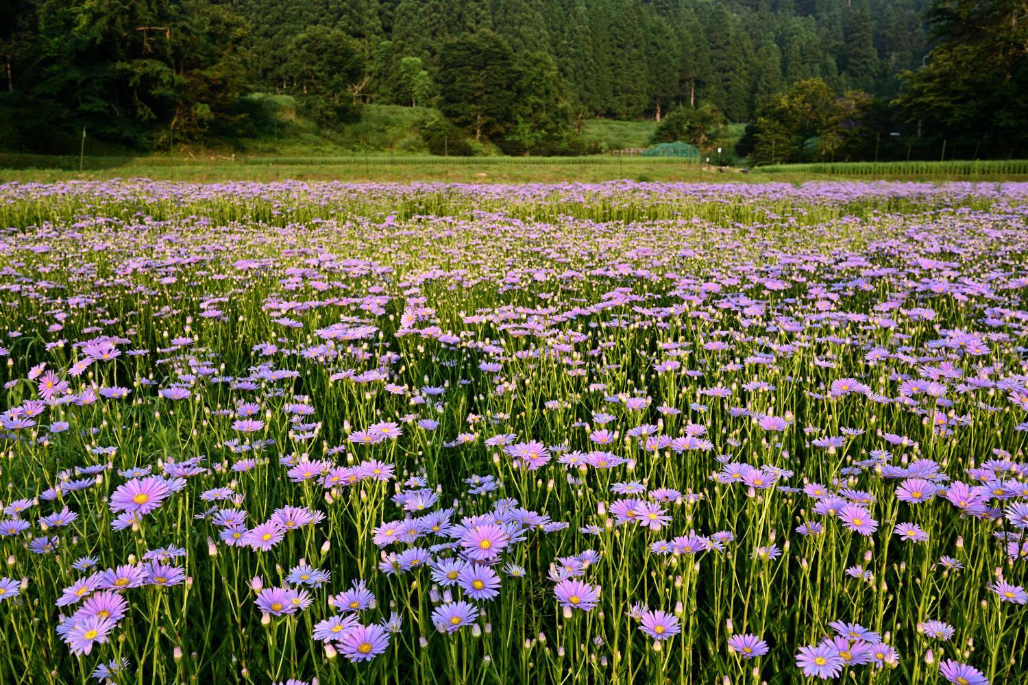 北山友禅菊　　　京都市_d0286954_04554224.jpg