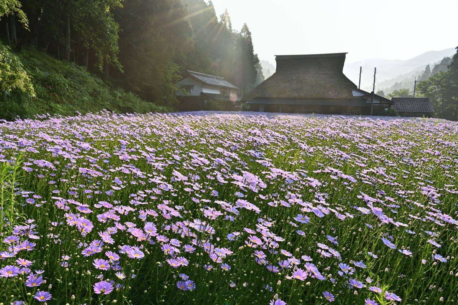 北山友禅菊　　　京都市_d0286954_04555424.jpg