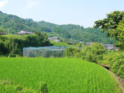 太秋柿 古川果樹園 今年も順調に成長中!摘果作業と枝吊り作業の惜しまぬ手間ひまをかけ育ています!_a0254656_17200823.jpg