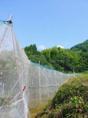 太秋柿 古川果樹園 今年も順調に成長中!摘果作業と枝吊り作業の惜しまぬ手間ひまをかけ育ています!_a0254656_17222979.jpg