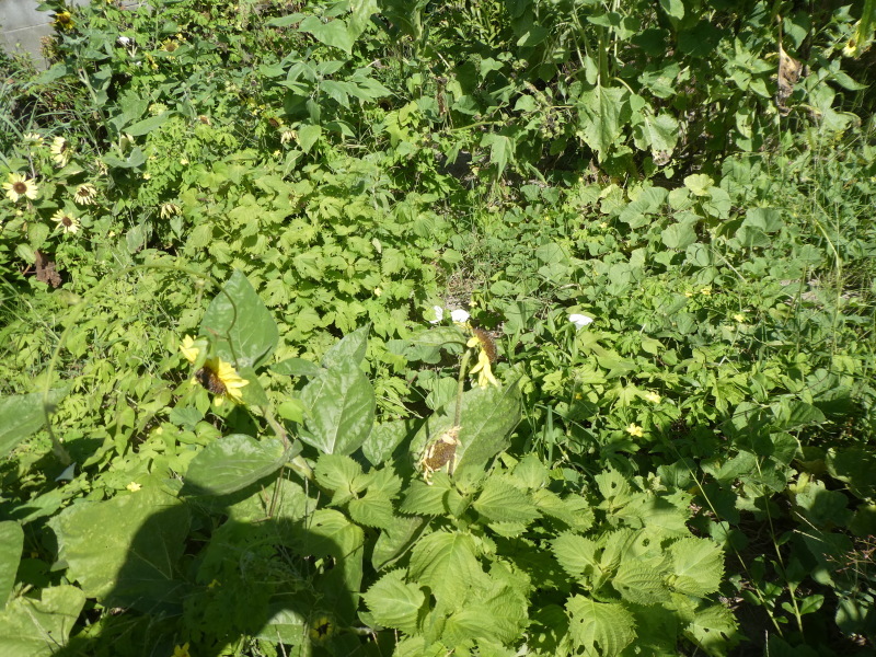 c0108460_12582558.jpg