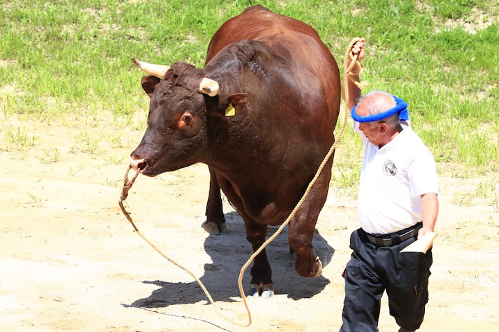 8 3 山古志闘牛 飛将 赤武者 おさんぽ写真館