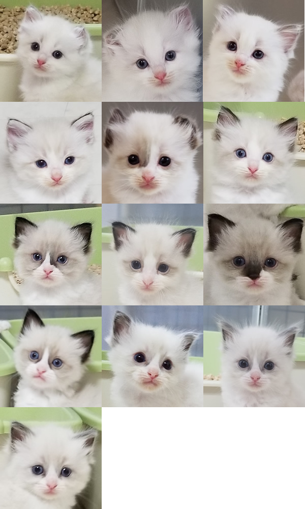 6月生まれの仔猫たち　家族募集開始いたしました♪_a0188883_17065852.jpg