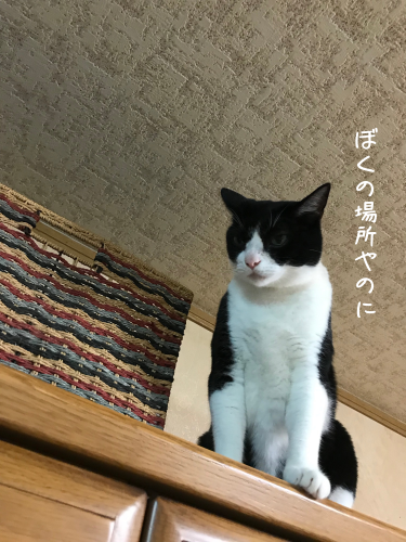 a0216583_23330958.png