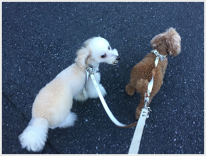 今日は立秋、風も少しだけ秋の風??いやいや台風の影響の風みたい。。。_b0175688_19591837.jpg