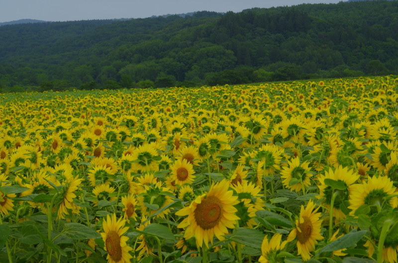 c0352894_11041670.jpg