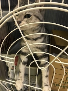 【猫・移動先募集】センター(本所)収容(8/8訪問)_f0242002_14273449.jpg