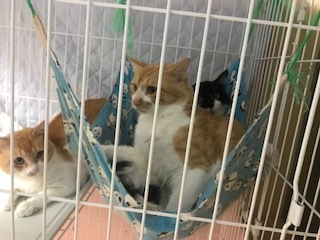 【猫・移動先募集】センター(本所)収容(8/8訪問)_f0242002_15590042.jpg