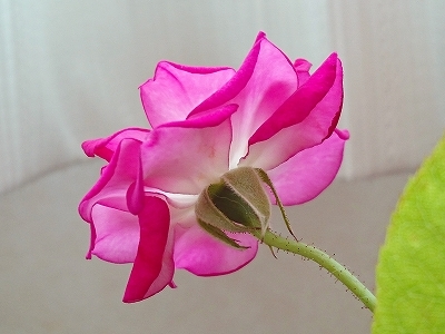 e0289203_22055351.jpg