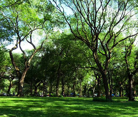 夏のニューヨークの風景、セントラルパーク最大の並木道（The Mall）_b0007805_04384968.jpg
