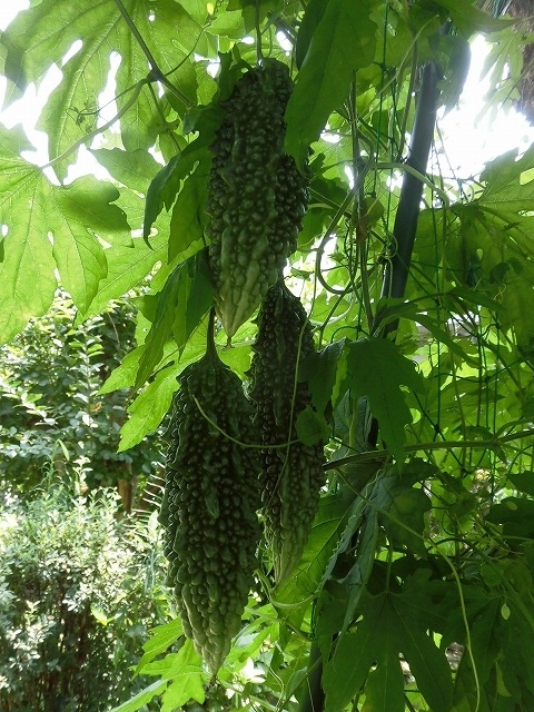 f0141310_07162179.jpg