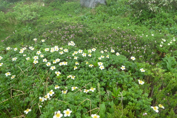 d0170615_20481099.jpg