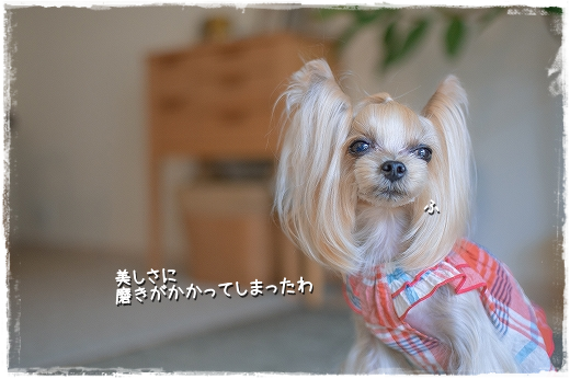 トリミングに行ってきました。_d0179828_08562175.png