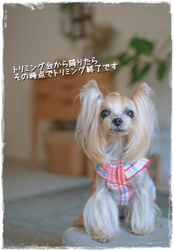 トリミングに行ってきました。_d0179828_08591711.png