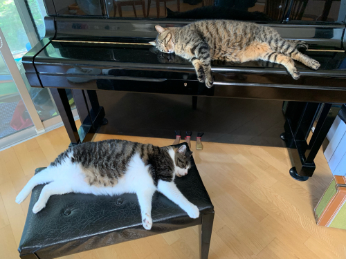 猫はピアノの上、ピアノ椅子の上。 : 猫が来た！ー子猫の飼い方ー