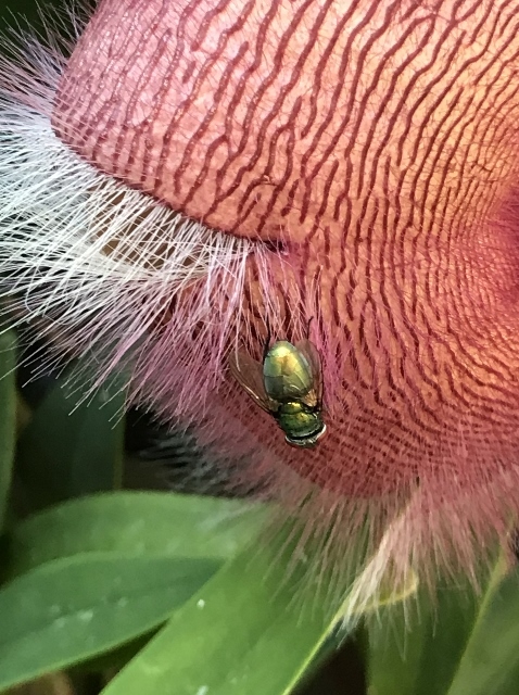 銀バエを誘う大花犀角の花 マクロなメダカ