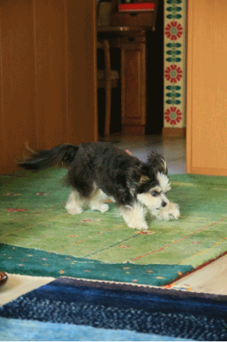 c0145250_09584333.gif