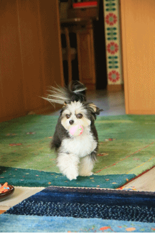 c0145250_09584862.gif
