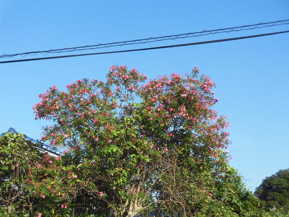 e0024554_23592503.jpg