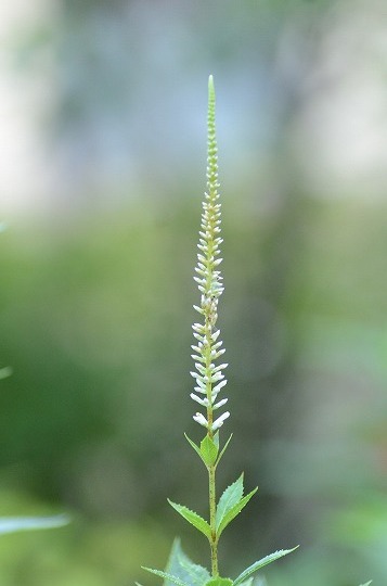 c0186463_00160420.jpg