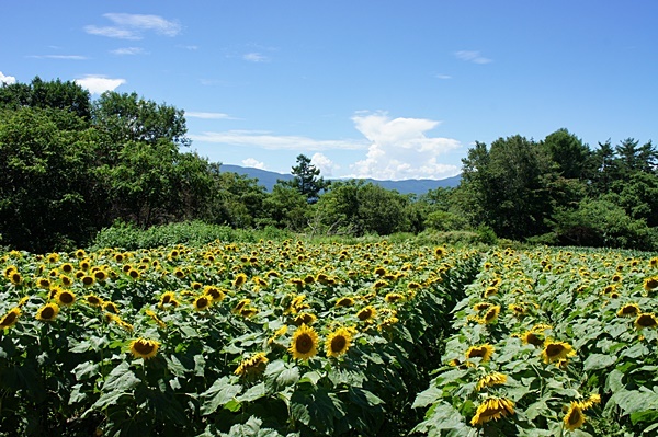 e0177271_20410540.jpg