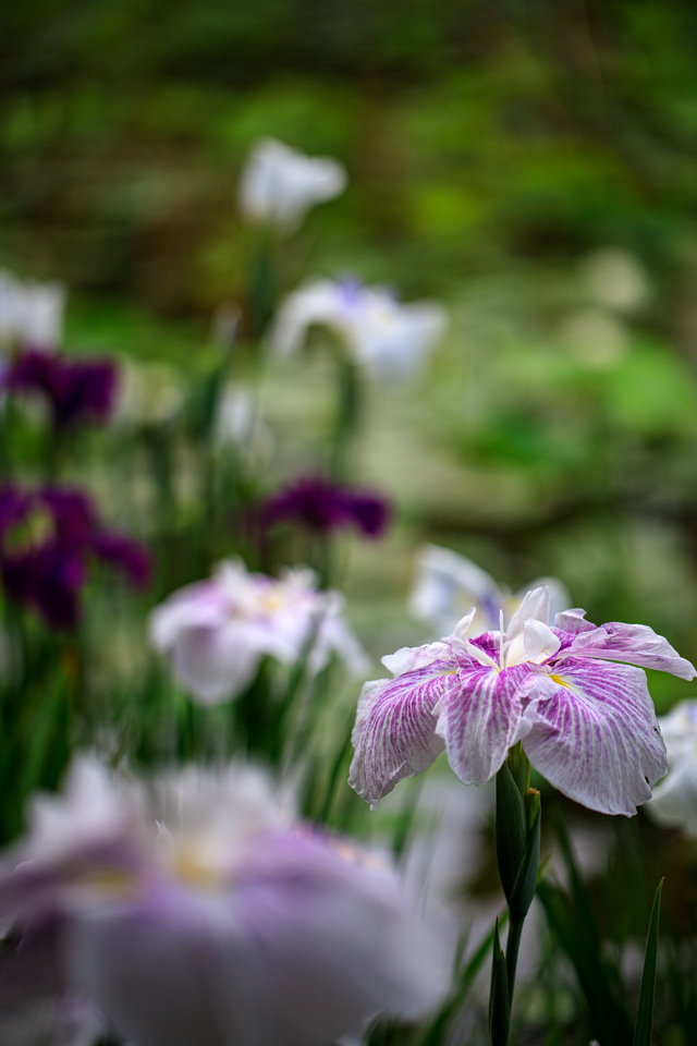 花菖蒲！　　～勧修寺～_b0128581_20435568.jpg