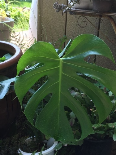 b0163381_21593351.jpeg