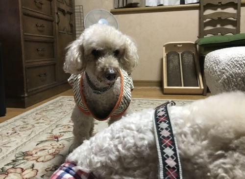 a0216583_23110040.jpeg