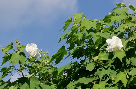 c0229483_1323419.jpg