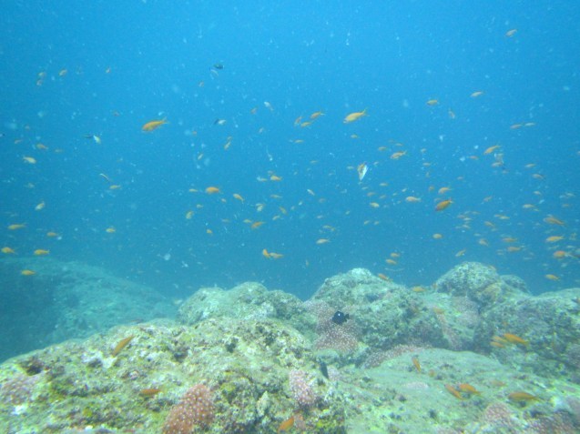 e0115199_17404029.jpg