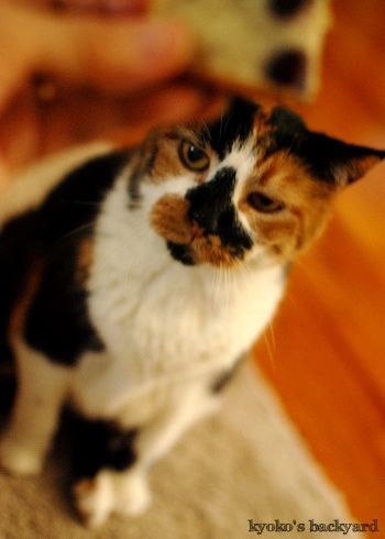 ハンターキャット健在_b0253205_06461110.jpg