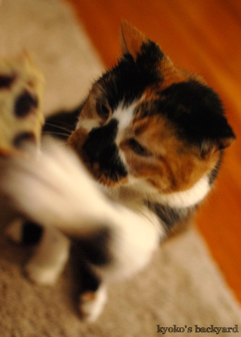ハンターキャット健在_b0253205_06462378.jpg