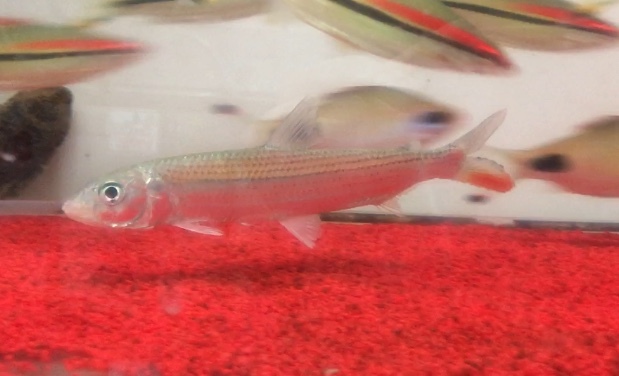 2019年8月10日更新の熱帯魚最新入荷情報!_b0141806_03114526.jpeg