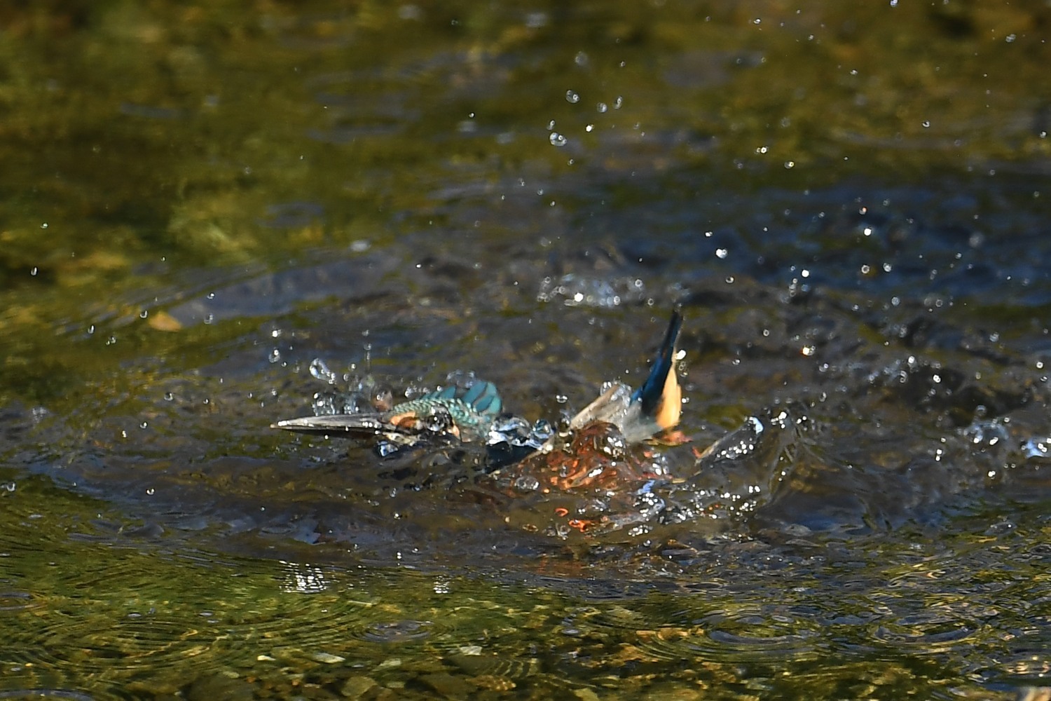 野に咲く花の名前は知らない（8/8）_f0133213_07574183.jpg