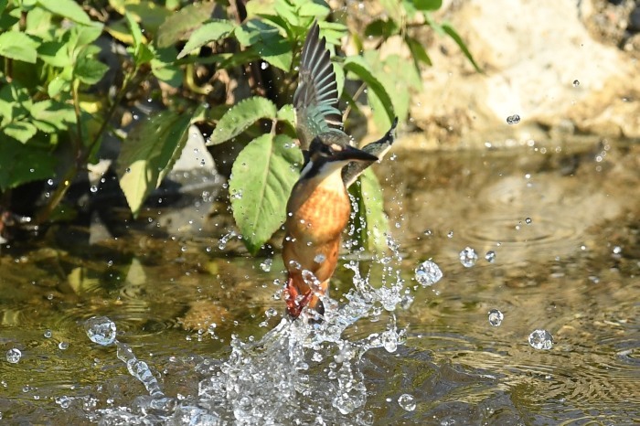 野に咲く花の名前は知らない（8/8）_f0133213_13361830.jpg