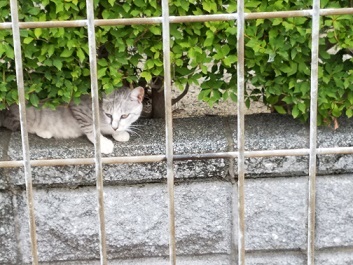 猫道 栗山由利_f0371014_09541657.jpg