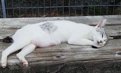 猫道 栗山由利_f0371014_09542418.jpg
