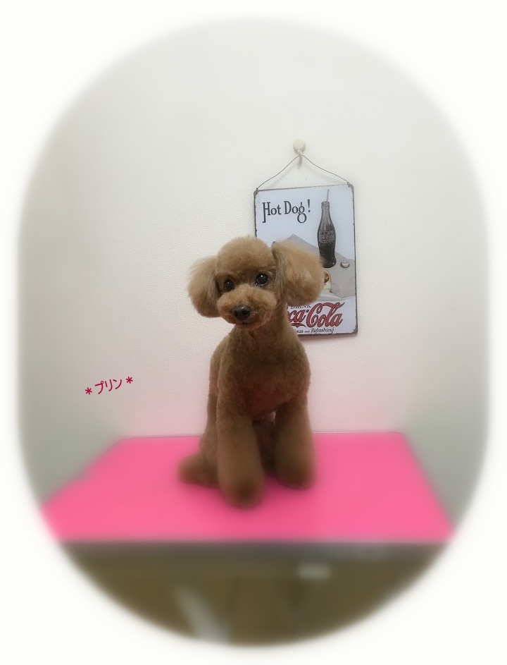 プリンちゃん_a0315823_20404793.jpg