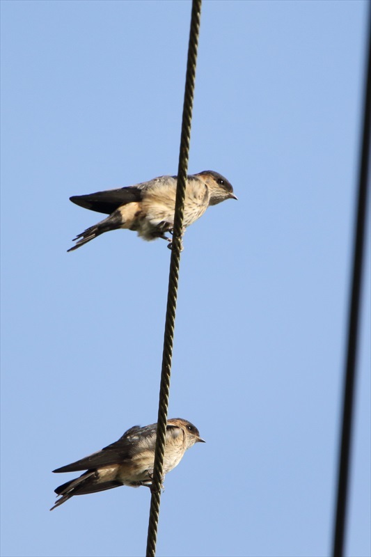 オシドリ、コシアカツバメ幼鳥_f0372624_18365194.jpg