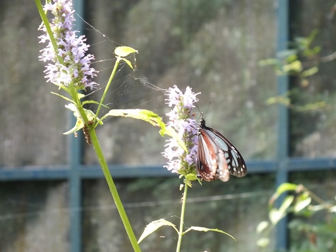 f0177529_22302452.jpg