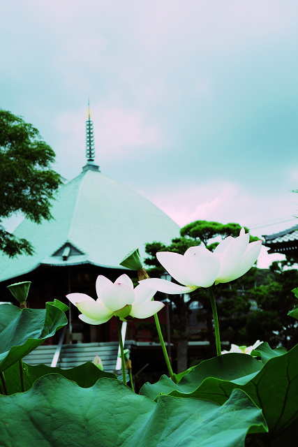 鎌倉散歩　#69 －真夏のお寺巡り（本覚寺の蓮）－ _b0169330_23584203.jpg