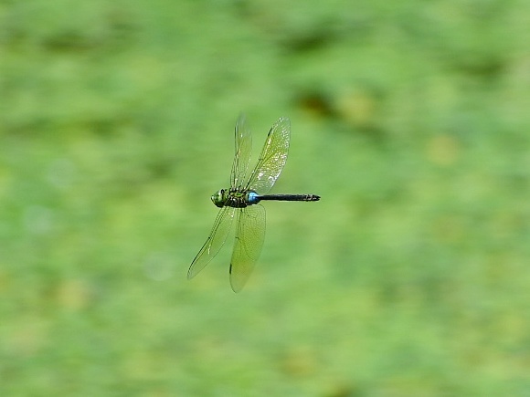 f0340732_17532811.jpg